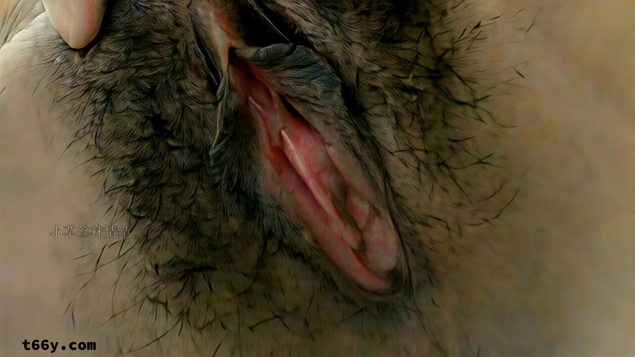 丝·欲：娇妻的禁忌三重奏